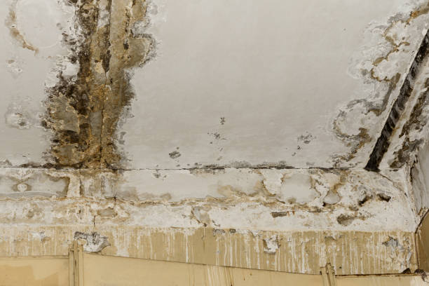 Best Forensic Mold Investigation  in Black Mountain, NC