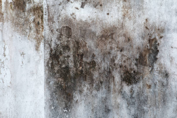Best Basement Mold Removal  in Black Mountain, NC