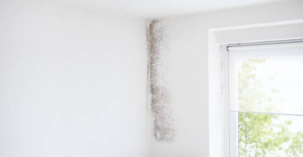 Professional Mold Removal in Black Mountain, NC